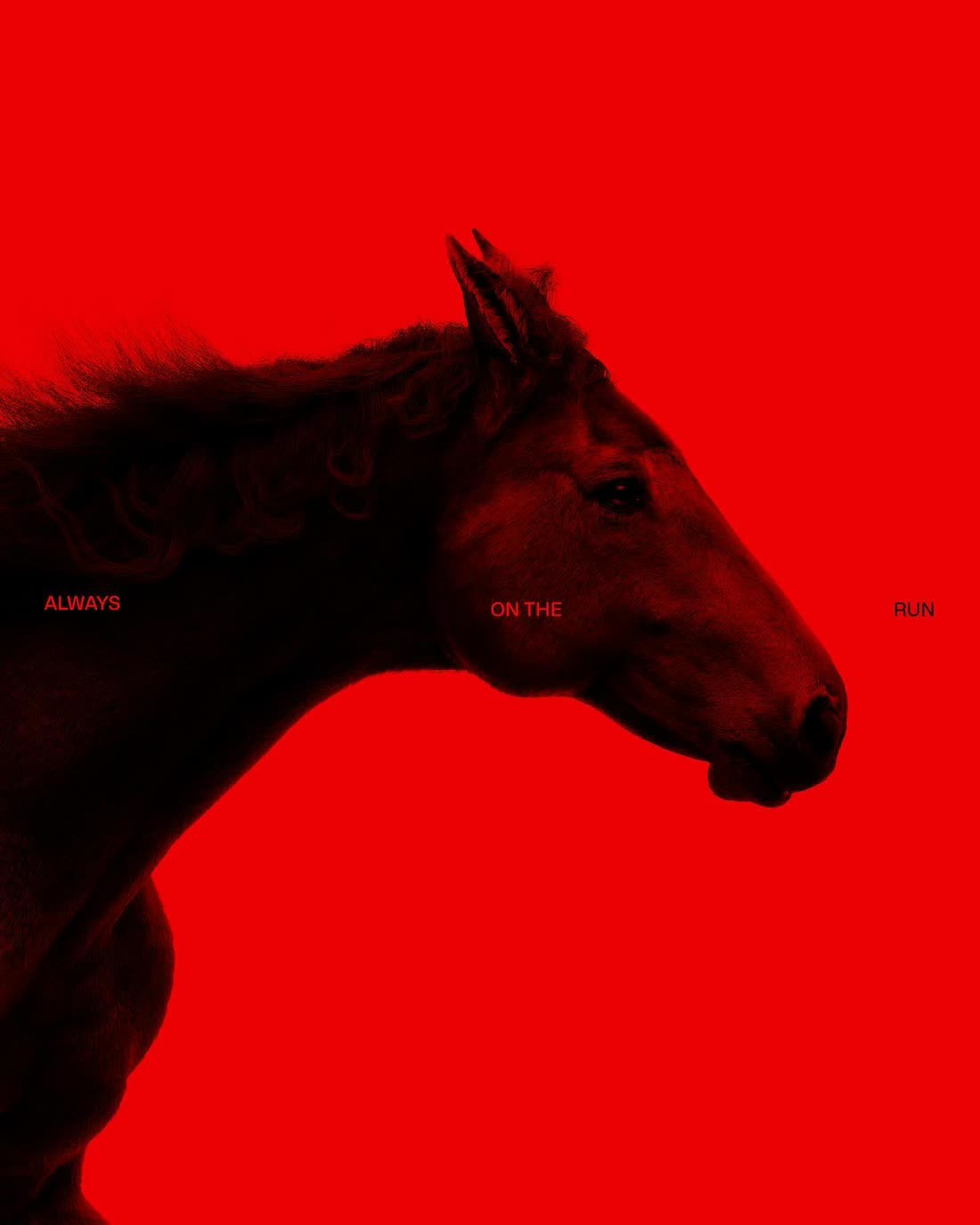 Black horse on red